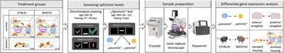 Transcriptional profiles in the mouse amygdala after a cognitive judgment bias test largely depend on the genotype